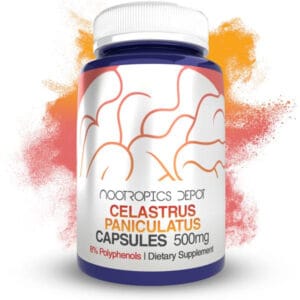 Buy Celastrus paniculatus Extract Capsules Europe, 8% polyphenols for healthy memory, cognitive function, and mood support from traditional intellect tree.